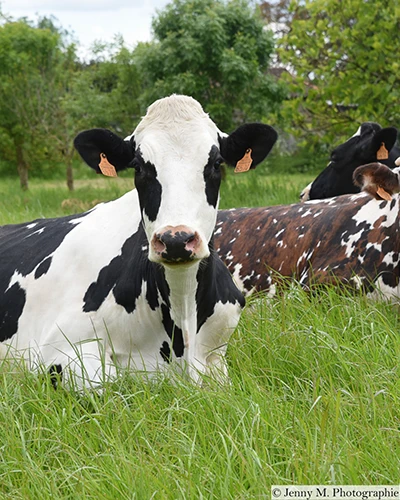 Producteur Ferme de Nermoux, partenaire de E.LECLERC