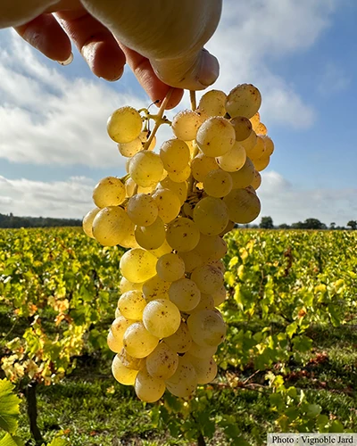 Producteur Vignoble de Jard, partenaire de E.LECLERC