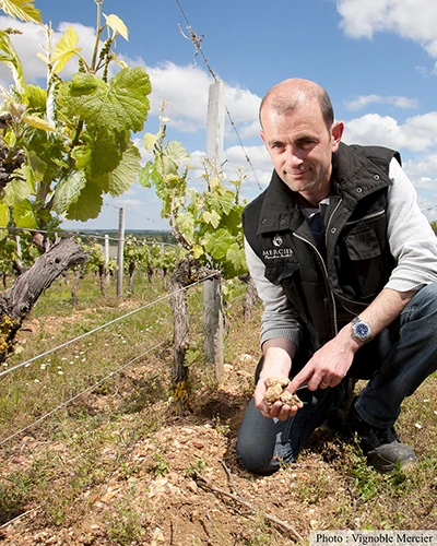 Producteur Vignoble Mercier, partenaire de E.LECLERC